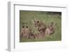 Lion (Panthera Leo) Cubs Playing, Ngorongoro Crater, Tanzania, East Africa, Africa-James Hager-Framed Photographic Print