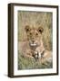 Lion (Panthera leo) cubs resting, Masai-Mara Game Reserve, Kenya-Denis-Huot-Framed Photographic Print