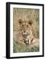 Lion (Panthera leo) cubs resting, Masai-Mara Game Reserve, Kenya-Denis-Huot-Framed Photographic Print