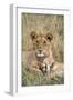 Lion (Panthera leo) cubs resting, Masai-Mara Game Reserve, Kenya-Denis-Huot-Framed Photographic Print