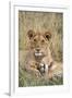 Lion (Panthera leo) cubs resting, Masai-Mara Game Reserve, Kenya-Denis-Huot-Framed Photographic Print