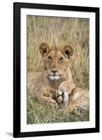 Lion (Panthera leo) cubs resting, Masai-Mara Game Reserve, Kenya-Denis-Huot-Framed Photographic Print