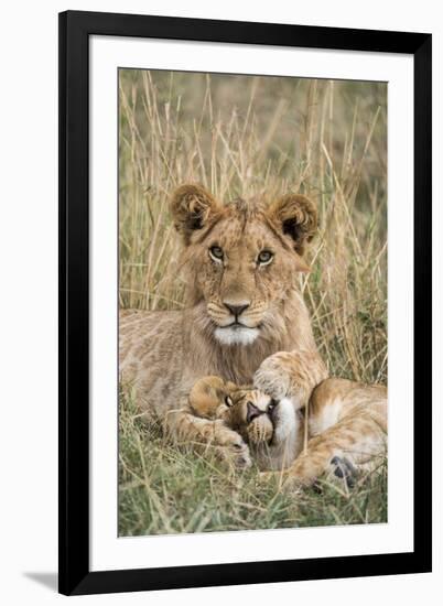 Lion (Panthera leo) cubs resting, Masai-Mara Game Reserve, Kenya-Denis-Huot-Framed Photographic Print