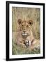 Lion (Panthera leo) cubs resting, Masai-Mara Game Reserve, Kenya-Denis-Huot-Framed Photographic Print