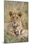 Lion (Panthera leo) cubs resting, Masai-Mara Game Reserve, Kenya-Denis-Huot-Mounted Photographic Print