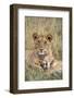 Lion (Panthera leo) cubs resting, Masai-Mara Game Reserve, Kenya-Denis-Huot-Framed Photographic Print