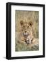 Lion (Panthera leo) cubs resting, Masai-Mara Game Reserve, Kenya-Denis-Huot-Framed Photographic Print