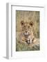 Lion (Panthera leo) cubs resting, Masai-Mara Game Reserve, Kenya-Denis-Huot-Framed Photographic Print