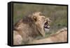 Lion (Panthera Leo) Demonstrating the Flehmen Response-James Hager-Framed Stretched Canvas