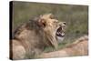 Lion (Panthera Leo) Demonstrating the Flehmen Response-James Hager-Stretched Canvas