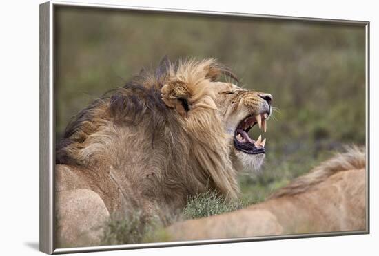 Lion (Panthera Leo) Demonstrating the Flehmen Response-James Hager-Framed Photographic Print