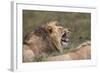 Lion (Panthera Leo) Demonstrating the Flehmen Response-James Hager-Framed Photographic Print