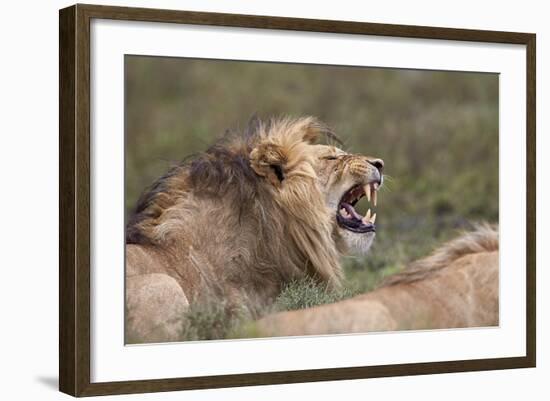 Lion (Panthera Leo) Demonstrating the Flehmen Response-James Hager-Framed Photographic Print