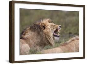 Lion (Panthera Leo) Demonstrating the Flehmen Response-James Hager-Framed Photographic Print
