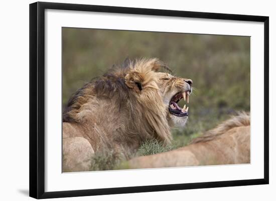 Lion (Panthera Leo) Demonstrating the Flehmen Response-James Hager-Framed Photographic Print