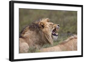 Lion (Panthera Leo) Demonstrating the Flehmen Response-James Hager-Framed Photographic Print