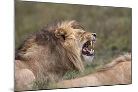 Lion (Panthera Leo) Demonstrating the Flehmen Response-James Hager-Mounted Photographic Print