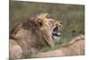 Lion (Panthera Leo) Demonstrating the Flehmen Response-James Hager-Mounted Photographic Print