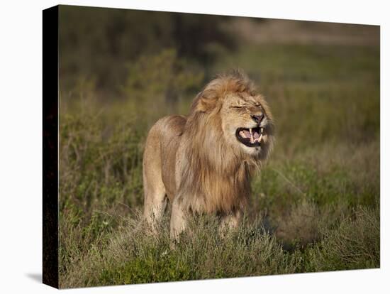 Lion (Panthera Leo) Demonstrating the Flehmen Response-James Hager-Stretched Canvas