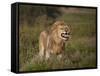 Lion (Panthera Leo) Demonstrating the Flehmen Response-James Hager-Framed Stretched Canvas