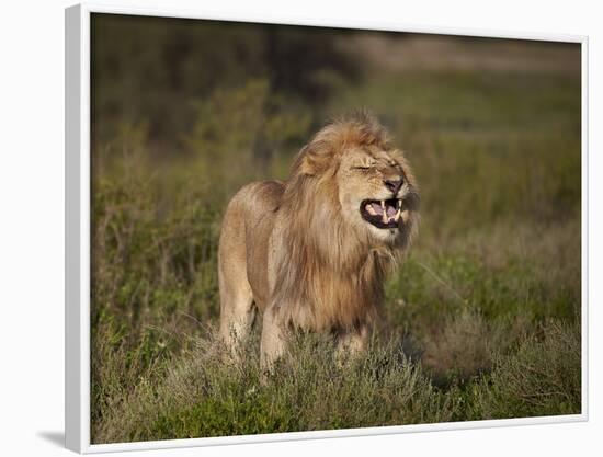 Lion (Panthera Leo) Demonstrating the Flehmen Response-James Hager-Framed Photographic Print