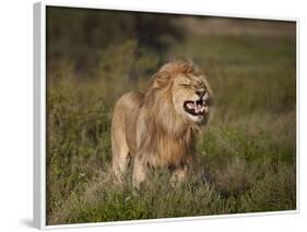 Lion (Panthera Leo) Demonstrating the Flehmen Response-James Hager-Framed Photographic Print