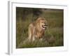 Lion (Panthera Leo) Demonstrating the Flehmen Response-James Hager-Framed Photographic Print