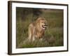 Lion (Panthera Leo) Demonstrating the Flehmen Response-James Hager-Framed Photographic Print