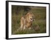 Lion (Panthera Leo) Demonstrating the Flehmen Response-James Hager-Framed Photographic Print