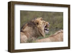 Lion (Panthera Leo) Demonstrating the Flehmen Response-James Hager-Framed Photographic Print