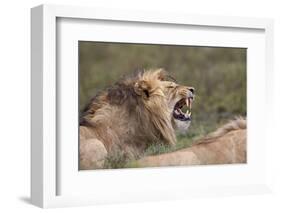 Lion (Panthera Leo) Demonstrating the Flehmen Response-James Hager-Framed Photographic Print