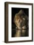 Lion (Panthera leo) drinking at night, Zimanga private game reserve, KwaZulu-Natal-Ann and Steve Toon-Framed Photographic Print