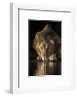 Lion (Panthera leo) drinking at night, Zimanga private game reserve, KwaZulu-Natal-Ann and Steve Toon-Framed Photographic Print