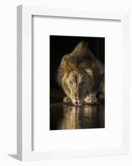 Lion (Panthera leo) drinking at night, Zimanga private game reserve, KwaZulu-Natal-Ann and Steve Toon-Framed Photographic Print