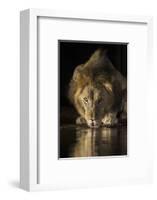 Lion (Panthera leo) drinking at night, Zimanga private game reserve, KwaZulu-Natal-Ann and Steve Toon-Framed Photographic Print