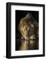 Lion (Panthera leo) drinking at night, Zimanga private game reserve, KwaZulu-Natal-Ann and Steve Toon-Framed Photographic Print