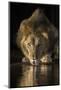 Lion (Panthera leo) drinking at night, Zimanga private game reserve, KwaZulu-Natal-Ann and Steve Toon-Mounted Photographic Print