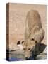 Lion, Panthera Leo, Drinking at Waterhole, Kgalagadi Transfrontier Park, South Africa, Africa-Ann & Steve Toon-Stretched Canvas