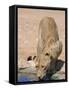 Lion, Panthera Leo, Drinking at Waterhole, Kgalagadi Transfrontier Park, South Africa, Africa-Ann & Steve Toon-Framed Stretched Canvas