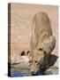 Lion, Panthera Leo, Drinking at Waterhole, Kgalagadi Transfrontier Park, South Africa, Africa-Ann & Steve Toon-Stretched Canvas