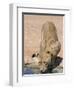 Lion, Panthera Leo, Drinking at Waterhole, Kgalagadi Transfrontier Park, South Africa, Africa-Ann & Steve Toon-Framed Photographic Print