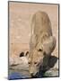 Lion, Panthera Leo, Drinking at Waterhole, Kgalagadi Transfrontier Park, South Africa, Africa-Ann & Steve Toon-Mounted Photographic Print