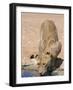 Lion, Panthera Leo, Drinking at Waterhole, Kgalagadi Transfrontier Park, South Africa, Africa-Ann & Steve Toon-Framed Photographic Print