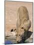 Lion, Panthera Leo, Drinking at Waterhole, Kgalagadi Transfrontier Park, South Africa, Africa-Ann & Steve Toon-Mounted Photographic Print