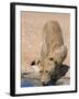 Lion, Panthera Leo, Drinking at Waterhole, Kgalagadi Transfrontier Park, South Africa, Africa-Ann & Steve Toon-Framed Photographic Print