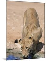 Lion, Panthera Leo, Drinking at Waterhole, Kgalagadi Transfrontier Park, South Africa, Africa-Ann & Steve Toon-Mounted Photographic Print