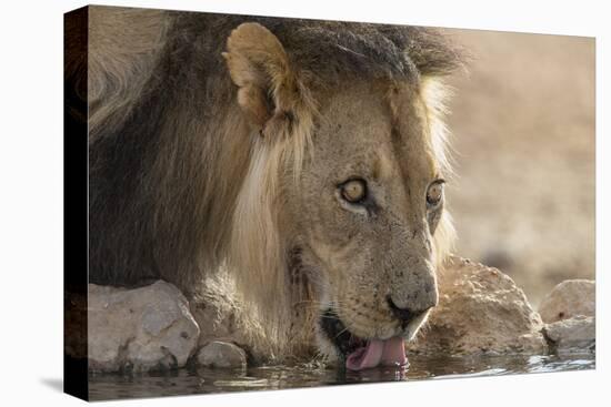 Lion (Panthera Leo) Drinking, Kgalagadi Transfrontier Park, South Africa, Africa-Ann and Steve Toon-Stretched Canvas