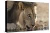 Lion (Panthera Leo) Drinking, Kgalagadi Transfrontier Park, South Africa, Africa-Ann and Steve Toon-Stretched Canvas