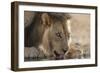 Lion (Panthera Leo) Drinking, Kgalagadi Transfrontier Park, South Africa, Africa-Ann and Steve Toon-Framed Photographic Print