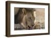 Lion (Panthera Leo) Drinking, Kgalagadi Transfrontier Park, South Africa, Africa-Ann and Steve Toon-Framed Photographic Print